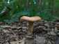Fakó szőrgomba (Lactarius mairei), Budai-hegység